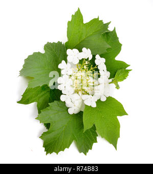 (Viburnum Guelder rose-fleur). Banque D'Images