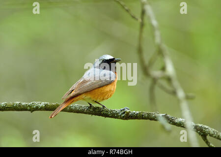 Phoenicurus phoenicurus (commune) est assis sur une branche de chêne dans un parc forestier à l'été pendant la saison de reproduction. Banque D'Images