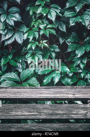 Feuilles de vigne sauvage humide plus de planches en bois Banque D'Images