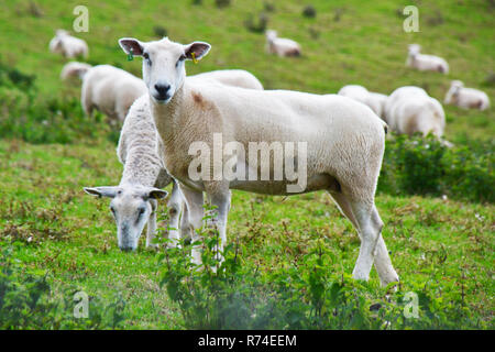 Moutons en Cornwall, UK Banque D'Images