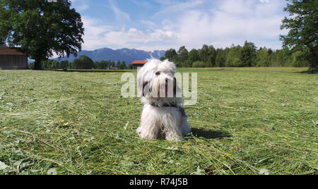 Terrier tibétain,chien de race pure,dans le pré Banque D'Images