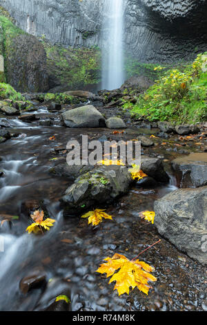 L'érable (Acer macrophyllum) feuilles, Latourell Falls Creek et inférieure Latourell, Automne, Michel Lafon Co.,ou, aux États-Unis, par Dominique Braud/Dembinsky Phot Banque D'Images