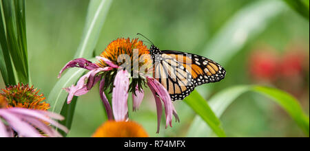 Le monarque se nourrissant de Coneflowers pourpre (Echinacea purpurea), MN, USA, par Dominique Braud/Dembinsky Assoc Photo Banque D'Images