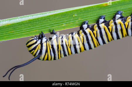 La chenille du papillon monarque (Danaus plexippus), début août, MN, USA, par Dominique Braud/Dembinsky Assoc Photo Banque D'Images