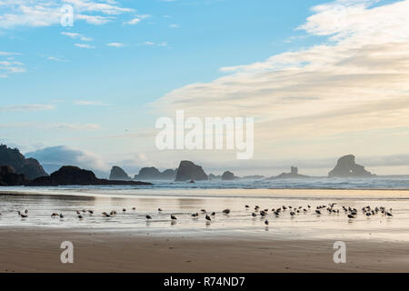 Mouettes, Indian Beach, soir, parc d'état d'Ecola, automne, ou, aux États-Unis, par Dominique Braud/Dembinsky Assoc Photo Banque D'Images