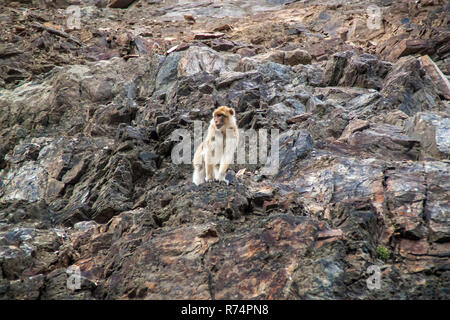 Monkey à la recherche vers le bas d'une falaise Banque D'Images