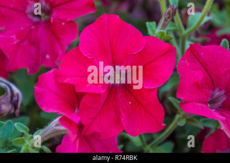 Mauve en fleurs dans un jardin Banque D'Images