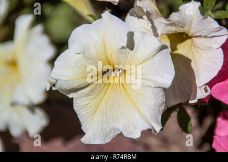 Mauve en fleurs dans un jardin Banque D'Images