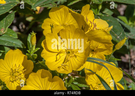 Fleur de pavot jaune dans un jardin Banque D'Images