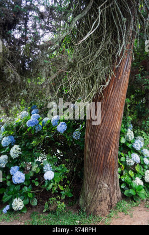 Hydrangea macrophylla fleur délicate fleur couleur bleu des feuilles tronc brun Banque D'Images