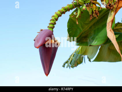 Crayons ou banane bud / Close up de la banane sur l'arbre du jardin fruits Banque D'Images