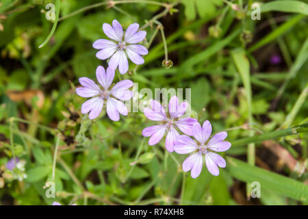Géranium bulgare à l'état sauvage en fleurs Banque D'Images