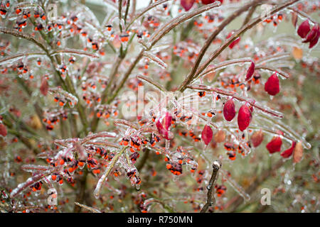 Petits fruits rouges de couvert de glace. Banque D'Images