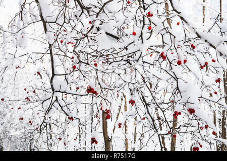 Les baies d'aubépine rouge on tree Banque D'Images