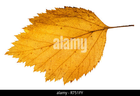 Feuille jaune tombé de l'aubépine arbre isolé Banque D'Images