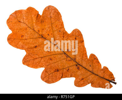 Automne feuilles orange tombée de chêne isolé Banque D'Images