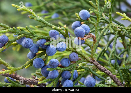 Cèdre rouge de l'affichage de la direction générale du sud de jeunes feuilles charnues avec jeunes cônes bleus 'Juniperus silicicola'. Banque D'Images