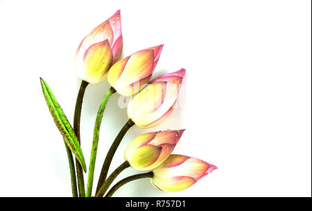 Les fleurs de lotus isolé sur fond blanc Banque D'Images