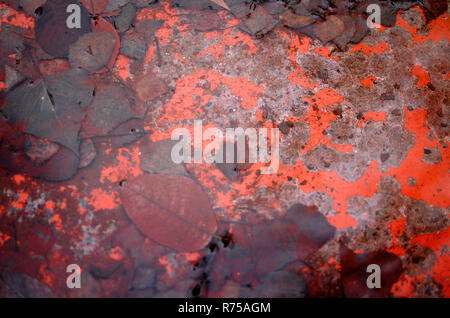 Et la rouille des feuilles humides dans l'eau Banque D'Images