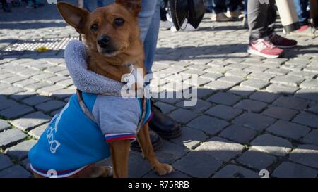 Rome, Italie. 8 décembre 2018. Un petit chien bleu portant des vêtements durant Matteo Salvini a prononcé à la Piazza del popolo. Credit : Giuseppe Barletta/Alamy Live News Banque D'Images