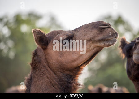 Camel au Centre national de recherche, Bikaner, Rajasthan, Inde Banque D'Images