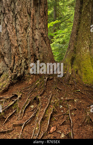 WA15457-00...WASHINGTON - Les racines de surface à partir de la base de deux grands arbres qui se trouve le long de la Twin Falls en boucle au National Mount Rainier Banque D'Images