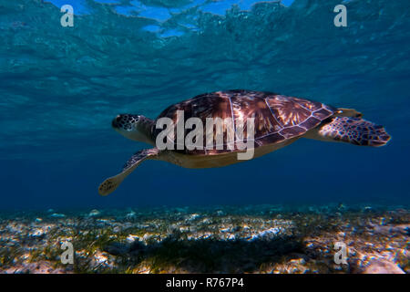 Tortue de mer nageant dans l'eau de mer. La tortue de mer géante Banque D'Images