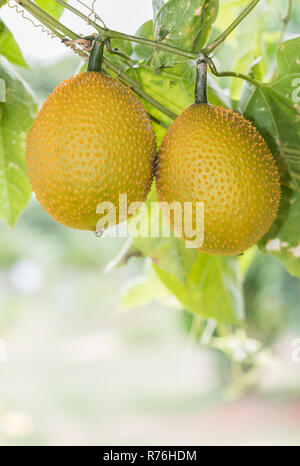 Amer printemps Cucmber ou fruits Gac Banque D'Images