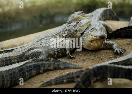 Portrait de l'environnement de l'American Alligators Alligator mississipiensis, piaillent, ensemble dans une enceinte d'une ferme de crocodile Banque D'Images