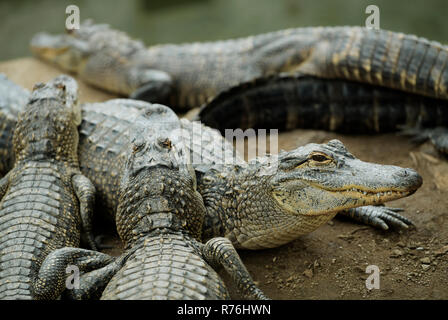 Durban, le KwaZulu-Natal, Afrique du Sud, visage mignon d'Alligator, Alligator mississipiensis, entassés dans des conditions de captivité gators, la ferme des animaux Banque D'Images