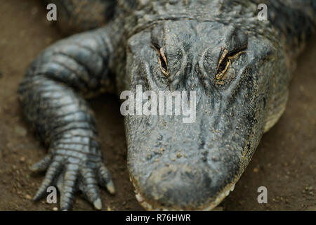 Close-up eye detail d'adulte Alligator, Alligator mississippiensis, qui donne l'apparence d'un animal dangereux menaçant Banque D'Images