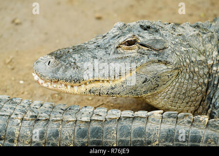 Le museau et la tête de l'Alligator, Alligator mississipiensis, montrant les dents et bouche au sourire, signe distinctif de cette espèce Crocodylia Banque D'Images