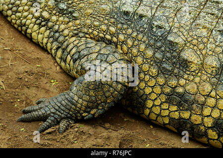 Durban, le KwaZulu-Natal, Afrique du Sud, close-up, détail, des profils Crocodile du Nil, Crocodylus niloticus, de la peau et des pieds, les schémas de camouflage des animaux Banque D'Images