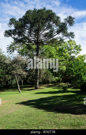 La protection de l'environnement paysage forêt d'araucaria lawn Banque D'Images