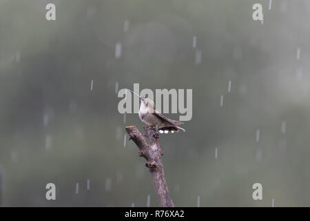 Colibri à gorge rubis perché dans le rattrapage de pluie gouttes de pluie pour un bain. Banque D'Images