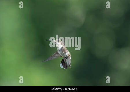 Colibri à gorge rubis en vol. Banque D'Images