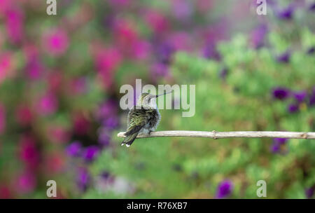 Colibri à gorge rubis perché dans le jardin. Banque D'Images