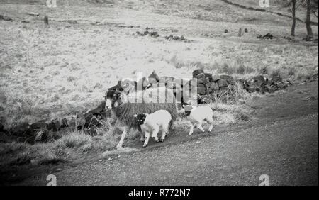 1950s, une femelle de mouton gris, une brebis, avec ses deux agneaux blancs sur une bordure herbeuse à côté d'une ruelle de campagne, Peak District, Angleterre, Royaume-Uni. Banque D'Images