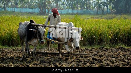 Vue de près avant un agriculteur indien à l'aide d'une échelle de bambou avec ses deux boeufs est d'aplatir et lisser le sol pour la culture et à l'arrière-plan Banque D'Images