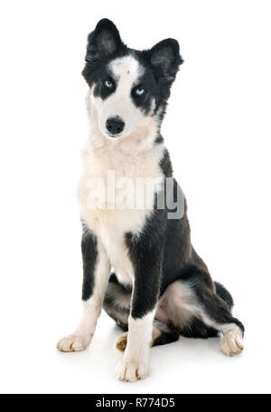 Les jeunes Yakutian Laika in front of white background Banque D'Images