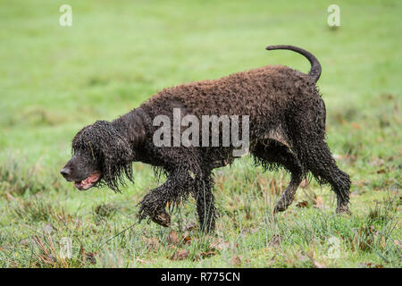 Irish water spaniel chien Banque D'Images