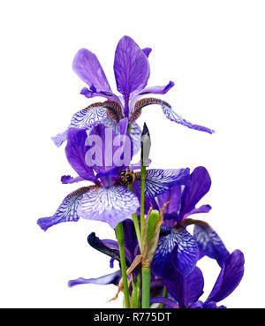 Violet clair, violet iris Iris Flower isolated on white. Banque D'Images