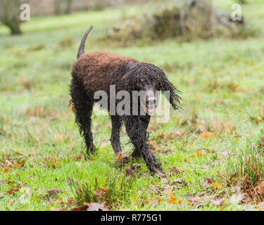 Irish water spaniel chien Banque D'Images