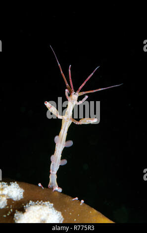 Caprelles ou ghost shrimp (Caprella linearis), mer Blanche, la Carélie, de l'Arctique, Russie Banque D'Images