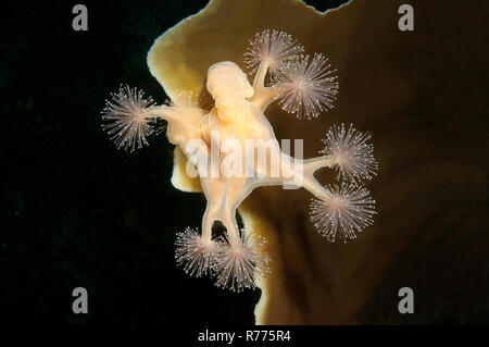 Les méduses (Lucernaria quadricornis pédonculées), mer Blanche, la Carélie, de l'Arctique, Russie Banque D'Images