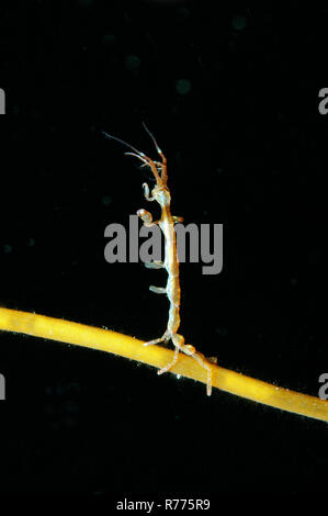 Caprelles ou ghost shrimp (Caprella linearis), mer Blanche, la Carélie, de l'Arctique, Russie Banque D'Images