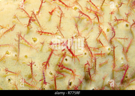 Caprelles ou ghost shrimp (Caprella linearis), mer Blanche, la Carélie, de l'Arctique, Russie Banque D'Images