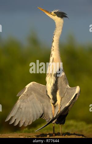 Héron cendré (Ardea cinerea), séchage de ses ailes, le parc national de Kiskunsag, Hongrie Banque D'Images