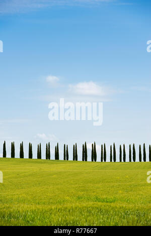 Ligne de cyprès, près de San Quirico d'Orcia, Val d'Orcia, Province de Sienne, Toscane, Italie Banque D'Images