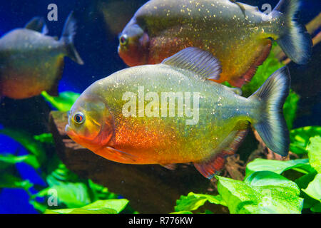 Le Piranha à ventre rouge ou rouge (Piranha Pygocentrus nattereri), Banque D'Images